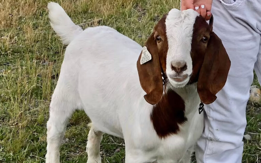 A California Girl’s Goat Was Seized By the State Because of Big Meat’s Influence