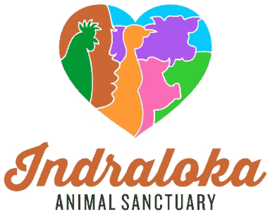 indraloka logo