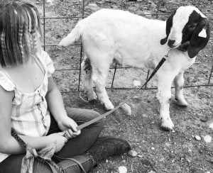Voices For The Animals: A Goat, A Girl, & An Alternative To 4-H