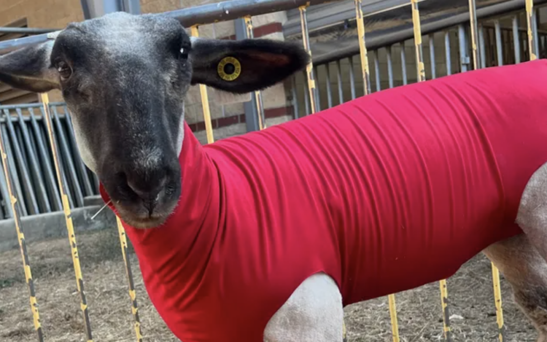 Onion, a young sheep with a white coat and black face stands looking at the camera with a red sweater on.